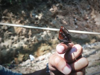 Close-up of butterfly on hand