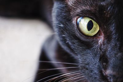 Close-up portrait of cat