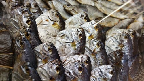 Full frame shot of fish for sale in market