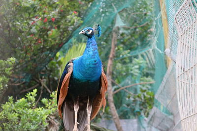 Close-up of peacock perching on tree