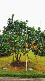 Close-up of tree growing in farm against sky