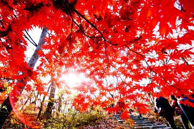 Maple tree during autumn