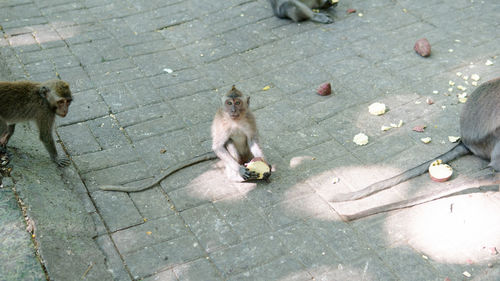 High angle view of monkey eating food