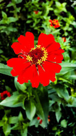 Close-up of red hibiscus blooming outdoors