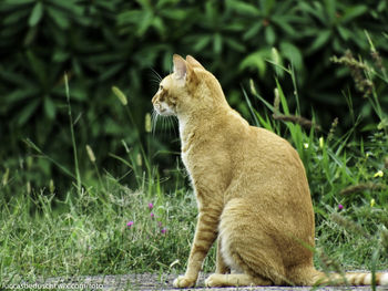 Cat looking away