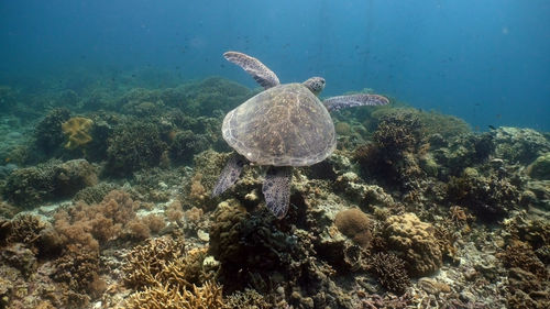 Sea turtle swimming underwater over corals. sea turtle moves its flippers in the ocean under water. 