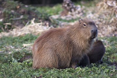 Close-up of sheep on field