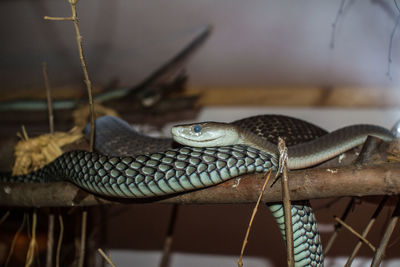 Close-up of snake