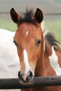 Close-up portrait of a horse in ranch