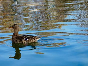 Reflection of birds in water