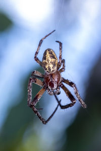 Close-up of spider