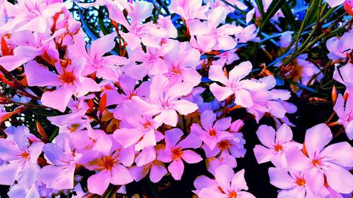 Close-up of pink flowering plant