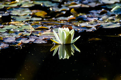 Close-up of water lilies on leaves floating on lake