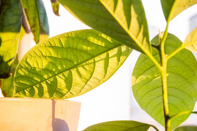 Close-up of fresh green leaves