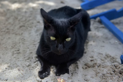 Close-up portrait of black cat