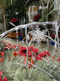 Close-up of red flowering plants in winter