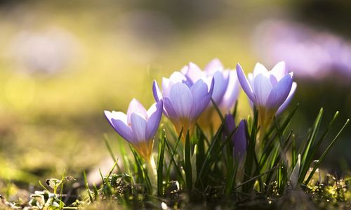 Close-up of purple crocus flowers on field