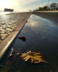 Dog swimming in water at sunset