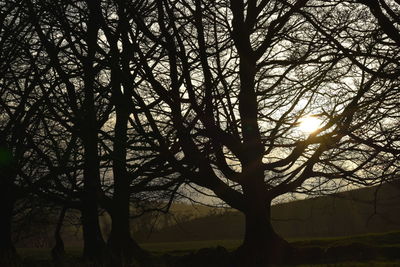 Silhouette bare trees against sky during sunset