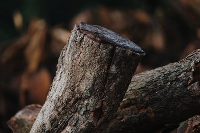 Close-up of tree trunk