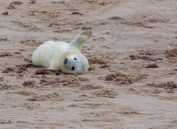 High angle view of animal on beach