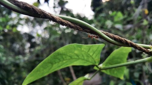 Close-up of insect on plant