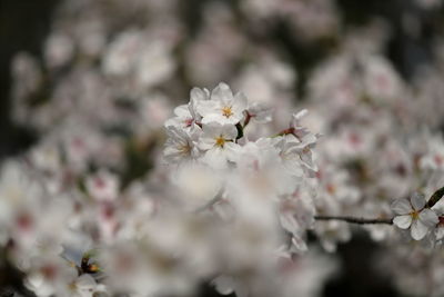 Close-up of cherry blossom