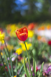 Close-up of red tulip