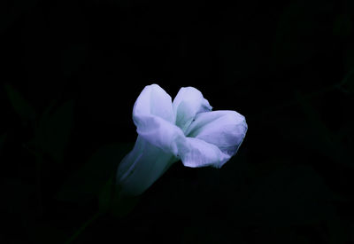 Close-up of flower blooming against black background