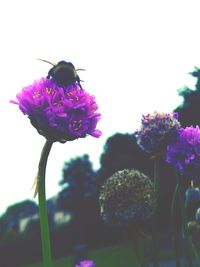 Close-up of honey bee on purple flower