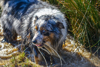 Close-up of dog in water