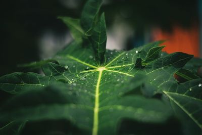 Close-up of wet leaves