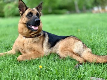 View of a dog looking away