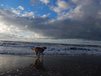 Dog on beach against sky