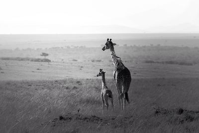 Giraffe with its calf