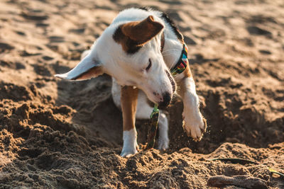 View of dog on beach