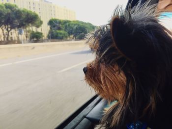 Dog looking out of car