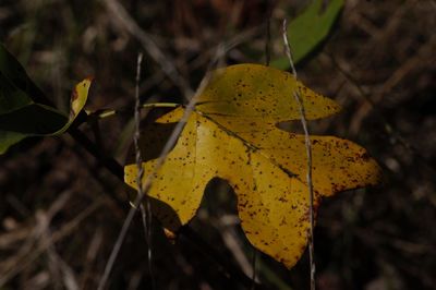 Close-up of yellow maple leaf