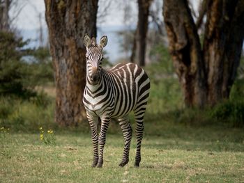 Zebras standing on tree