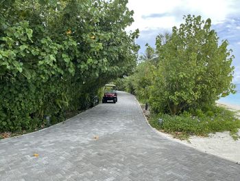 Cars on road amidst trees in city