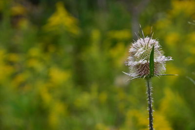 Close-up of thistle