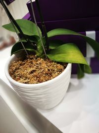 Close-up of potted plant