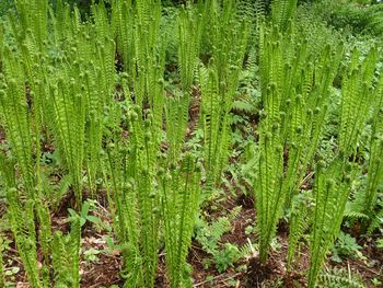 Full frame shot of plants growing on field