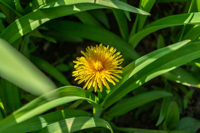 plant