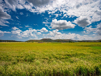 Scenic view of agricultural field against sky