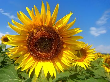 Close-up of sunflower blooming against sky