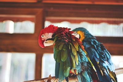 Close-up of parrot perching