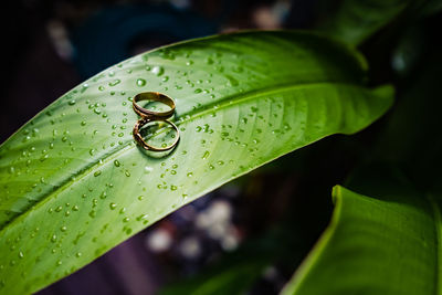 Close-up of raindrops on green leaves