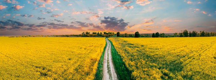 Scenic view of oilseed rape field against sky