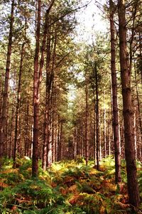 Trees in forest